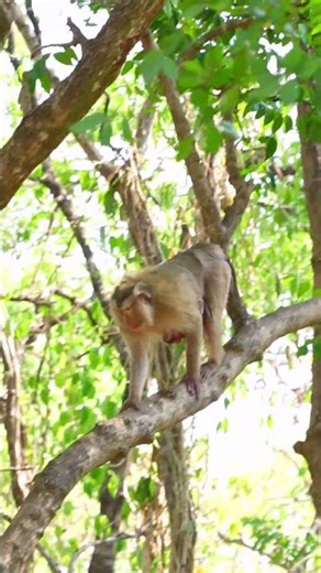 Climbing down trees is a mother monkey's skill