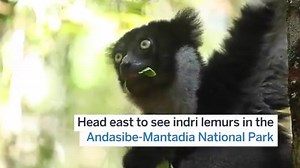 134K views · 2.4K reactions | Ring tailed lemurs, technicolour chameleons, humpback whales... Madagascar is home to a zoo's worth of wildlife – here's when to see it. | Lonely Planet | Facebook