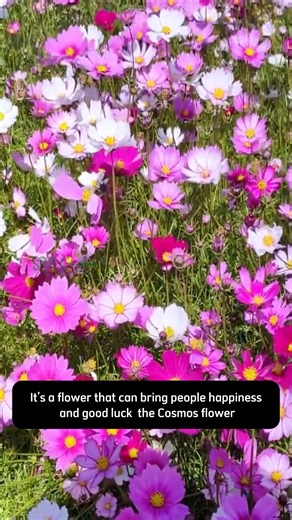 Cosmos Flower | Dodo Garden