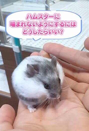 ハムスターに噛まれないコツと飼い方の指南