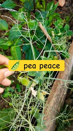 pea 🫛 harvesting #garden #farming
