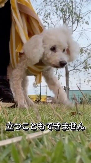 【実録】脳梗塞で立てなくなった愛犬が、再び自分の足で歩き出すまで