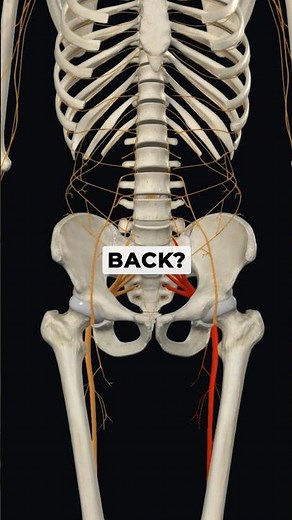 Pinched Nerve In Your Lower Back!? Here’s how you get relief!#lowerbackpain #pinchednerve