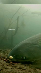 Ein Graskarpfen, der die Kunst des Angeln durchschaut. Er saugt das Futter um meinen Haken herum auf, ohne auch nur meinen Köder zu berühren. Diese intelligenten Wesen haben meine Angeltechnik perfekt durchschaut. 🐟💡 #Graskarpfen #Unterwasserwelt #karpfenangeln #angeln #carpfishing #fischen #karpfen #hobby #nature #abenteuer #see #gewässer #anglerleben #catchandrelease #outdoor #fischerei #fishermen | keepfishingtv