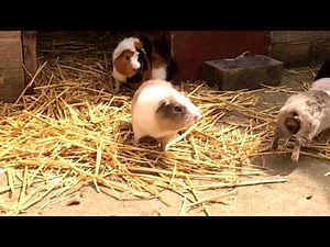 Guinea Pig Fight