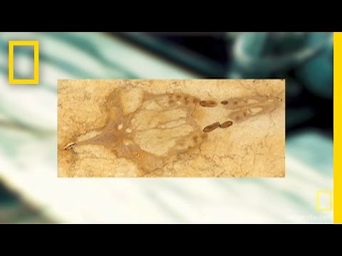 Fossil Found in Kitchen Counter | National Geographic