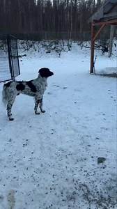 Dozer taking on the big yard like a big boy | Peters Creek Pet Boarding