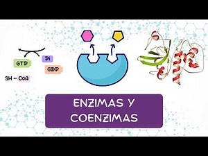 ENZYMES AND COENZYMES (BIOCHEMISTRY)