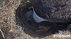 Southwest Florida Eagle Cam shows E12 hatching Sunday morning