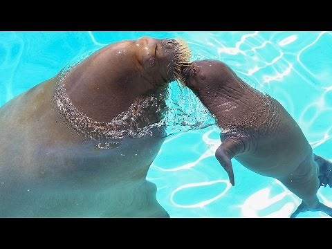 Canada's 1st baby walrus goes for a swim