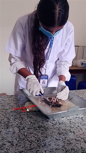 dissection of rat 🐁🧑‍⚕️💉🩺