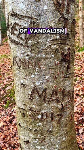 Is tree carving vandalism? #countrylife #rurallife #outdoors #trees #graffiti