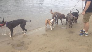 The river... | Pets Wonderland | Facebook