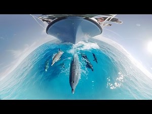 GoPro VR: Swimming with Wild Dolphins in the Ocean