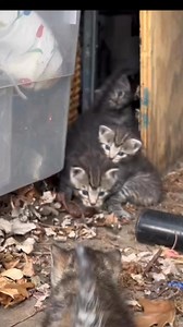 864 reactions · 340 shares | It's officially kitten season, which means you may stumble upon a litter of kittens! But before you scoop them up, here's what you need to know.  | Scooter The Neutered Cat | Facebook
