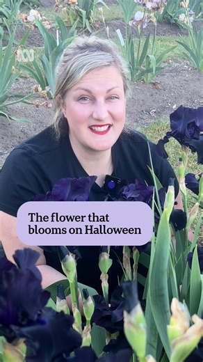 36K views · 395 reactions | This dark and eerie-looking flower blooms in time for Halloween  The 'Black Suited' iris is just one of the hundreds of varieties of bearded irises grown in north east Victoria. To read more and stay in the know via the ABC NEWS app: https://ab.co/abcnewsapp #ABCNewsVic | ABC Melbourne | Facebook
