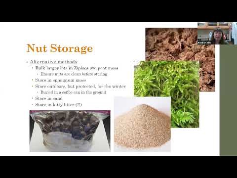 Chestnut Chat: Chestnut Harvest and Storage