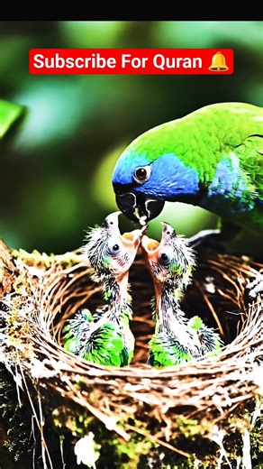 “Mother Parrot’s Love 🦜💚 | A Beautiful Journey” #surahalmulktilawat #surhmulk