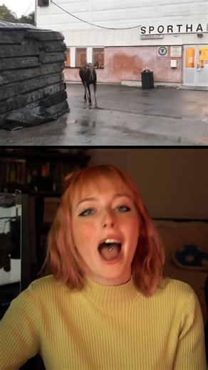 Here is what to do when you meet face to face with a moose! | Crazy Creatures