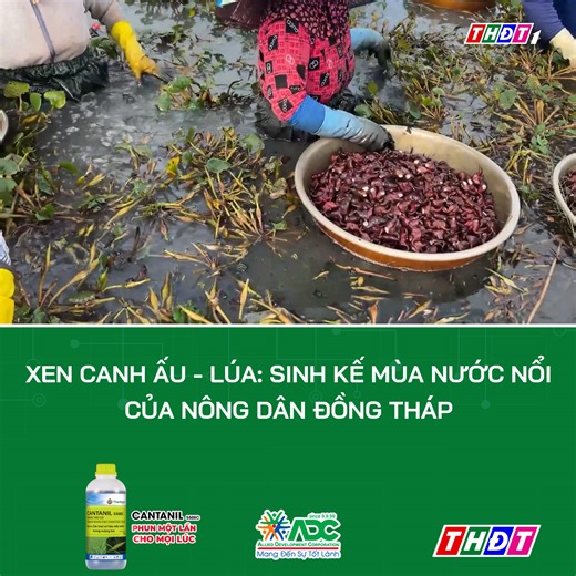 63K views · 553 reactions | Xen canh ấu - lúa: Sinh kế mùa nước nổi của nông dân Đồng Tháp | Truyền hình Đồng Tháp | Facebook