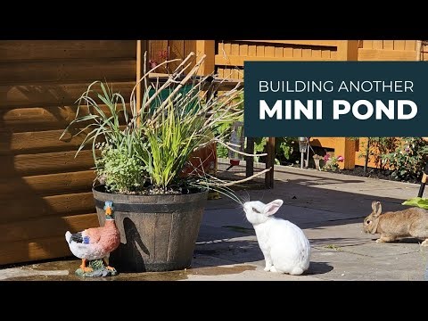 How to Build a Patio Pond - No Filter, Low Budget