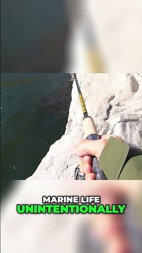 Tuna Fishing: Long Line vs. Sustainable Practices