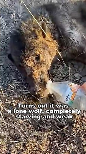 This Wolf And My Dog Are Best Friends Forever 😭