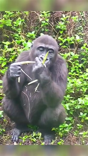 Gorilla Ringo eat grass #gorilla #fyp #foryou #fypシ #foryoupage