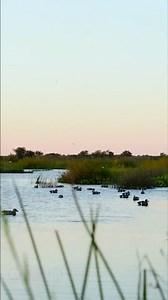 🦆📺 DUTV on YouTube! Out Now: Louisiana Teal Hunting and Redfish in Sportsman’s Paradise | DUTV 2025 Co-host Doug Larsen heads into the Mississippi River Delta alongside Jared Serigné of Outside the Levees and Brook Richard from Higdon Outdoors for an early teal hunt rooted in culture, friendship, and stewardship. Blue-winged teal buzz the decoys, redfish tail in shallow water, and Cajun food brings it all together straight from the marsh that gives so much back. | Ducks Unlimited