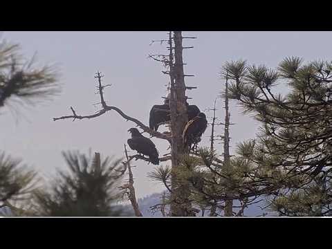FOBBVCAM ~ ADULT BALD EAGLE RESCUED & TAKEN TO WILDLIFE CENTER! UNKNOWN IF IT IS JACKIE! 🙏 7.18.26