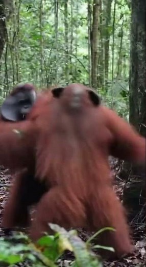 RARE FOOTAGE: Full-Contact Orangutan Fight! 🤯