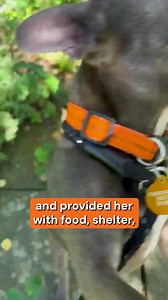 Meet Bella 🐾. Found as a stray, Manchester Dogs' Home took her in and provided her with food, shelter, and the care she deserves. As costs rise and donations fall, they need your help more than ever. Give a dog a chance by donating today! 🧡 | Manchester & Cheshire Dogs' Home