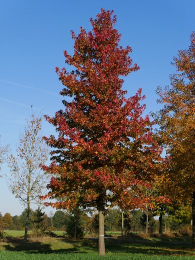 Liquidambar styraciflua