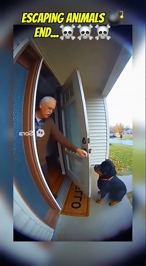 Exploding animals 💥 #animals #shortvideo #sora #funny