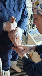 Doctor Taking Blood Sample from Pig for Laboratory Testing | Veterinary Procedure