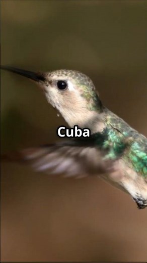 🇨🇺 Cuba Mind Blowing Facts You Didn't Know 🇨🇺 #Cuba #CulturalFacts #Travel #DidYouKnow