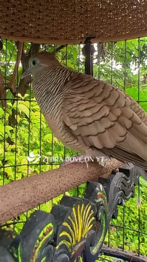 Zebra Dove call Bird sounds for relaxations 127 #birds #birdsounds #birdsoundscape #birdsong #animal