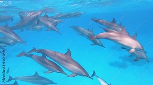 Diver filming dolphin swarm in the red sea reef