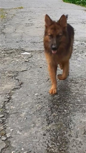 German shepherd dog #viral