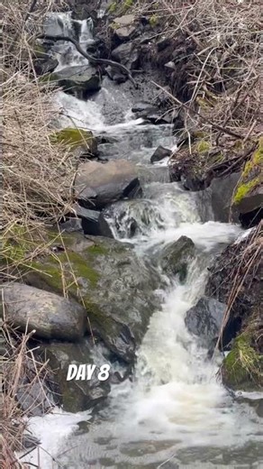 Spring stroll #75hardchallenge #nature