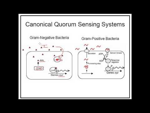 Quorum sensing in Gram negative and Gram positive bacteria