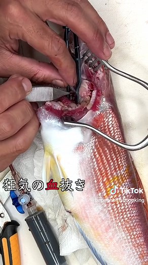 #甘鯛 #tilefish #狂気の血抜き #究極の血抜き #ぱぱちぇる #papachel #fishing