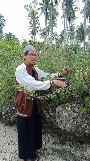 17K views · 731 reactions | Benefits sin kahuy ligad #knowledge #herbalmedicine #sharingiscaring #highlightsシ゚ | Tores Julkipli | Facebook