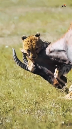 Unbelievable, Cheetah Hunt Wild Cow. Cheetah vs Wildcow 🐆🐂#shorts #hunting #viral #animals