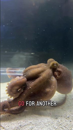 Wanda the octopus eats crabs