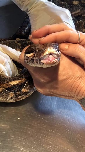 Belize Wildlife Clinic (@belizewildlifeclinic1)’s videos with Stranger - Official Sound Studio