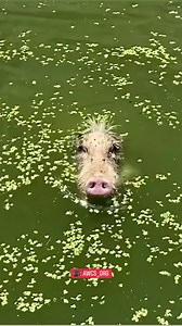 765K views · 9.2K reactions | Guy rescues a very aggressive feral pig  | The Dodo | Facebook