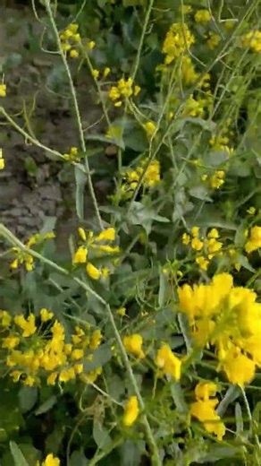 mustard flower