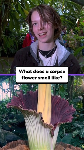 14K views · 45 reactions | Ever wonder what a corpse flower actually smells like? Guests at the New York Botanical Garden gave their best answer... and it's not good. | Yahoo News | Facebook