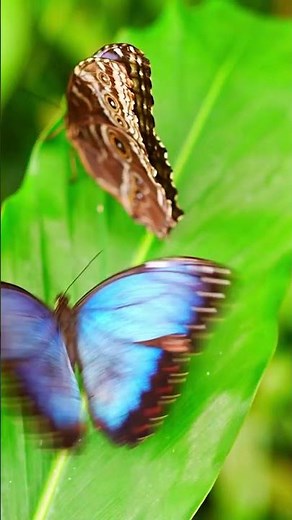 💙 El azul es el color más raro en la naturaleza.